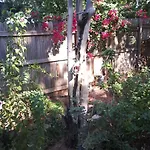 Enchanted Forest Phoenix