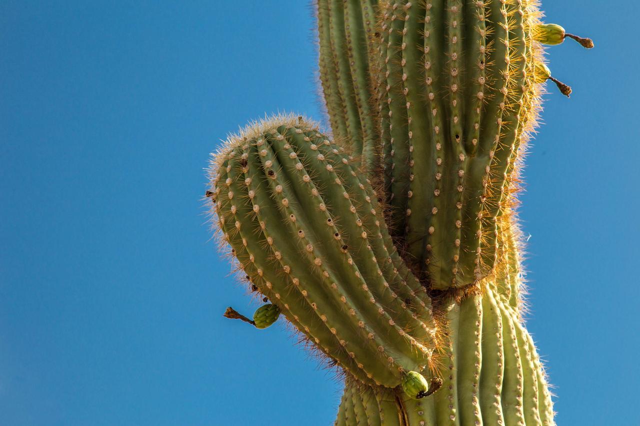 Desert Foothills * Phoenix