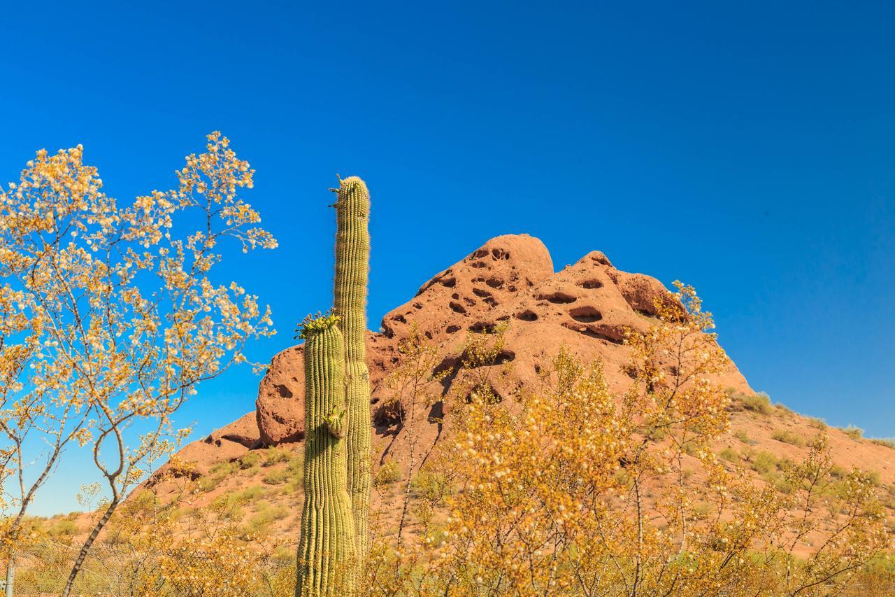 Desert Foothills *