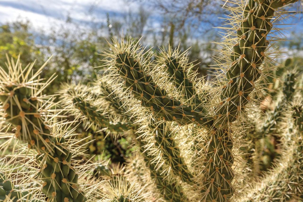 Orange Tree Resort Phoenix