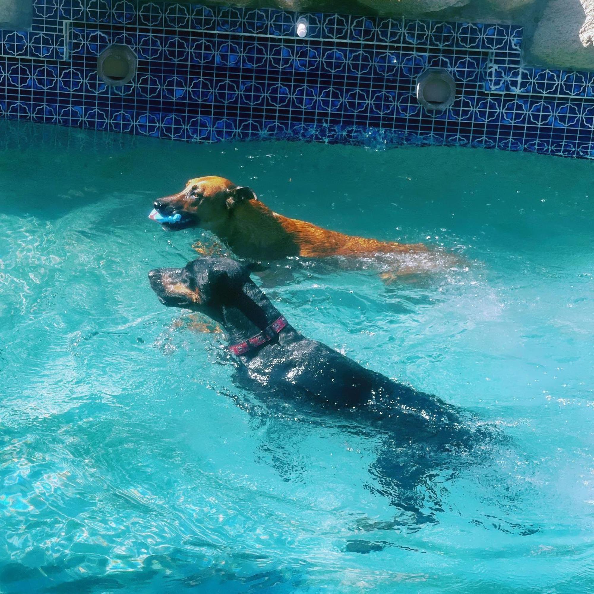 Private Tuscany Oasis With Pool - Perfect For Families, Couples Or Business Travelers Phoenix