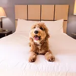Sonesta Simply Suites Phoenix Glendale
